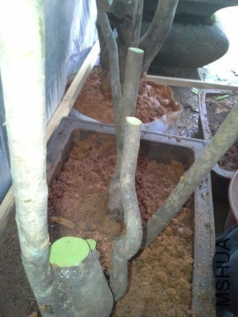 ����������Ǳ������