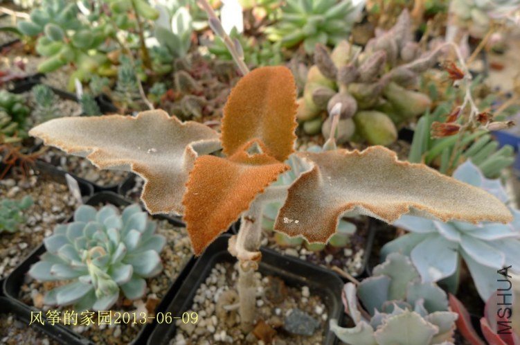 P1060614.jpg