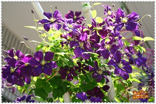 ��Ƭ 168c_����.jpg