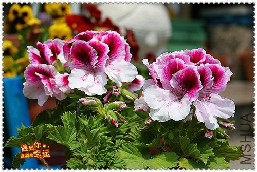 ��Ƭ 037_����.jpg