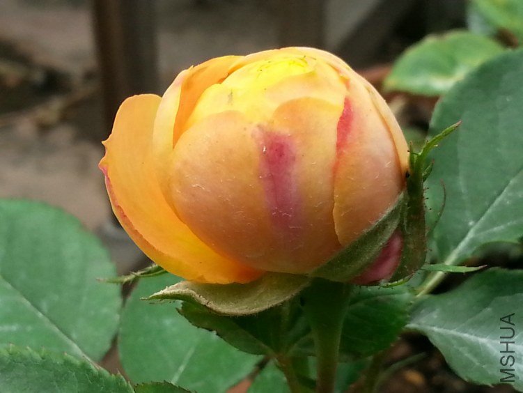 20130529_105443_1.jpg