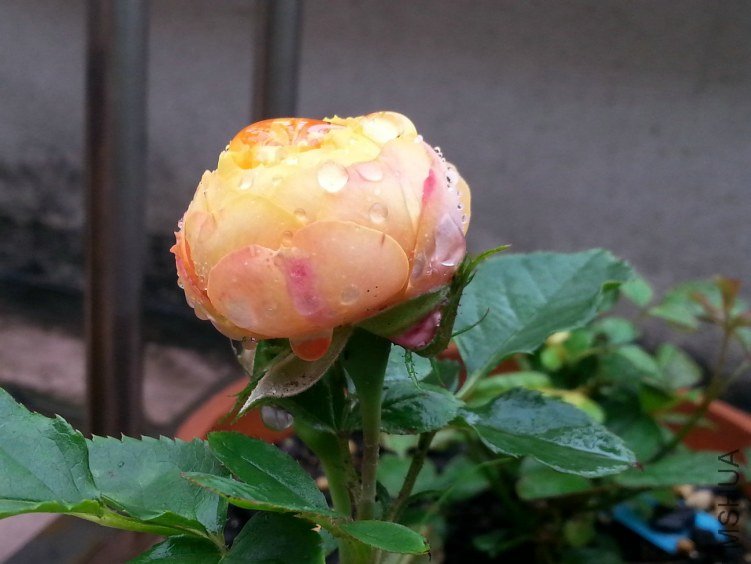 20130531_121734_1.jpg