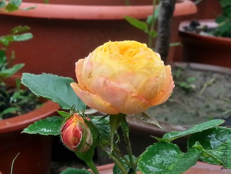 20130601_113836_LLS.jpg