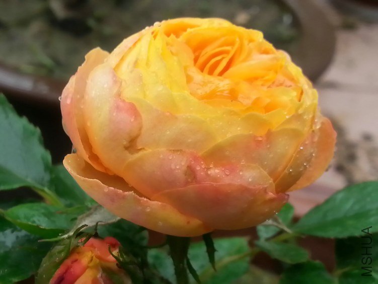 20130601_113849_LLS.jpg