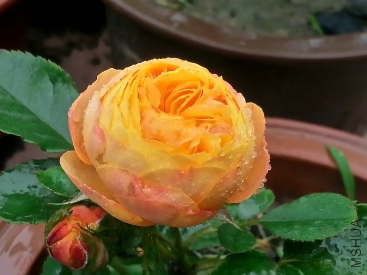 20130601_113901_LLS.jpg