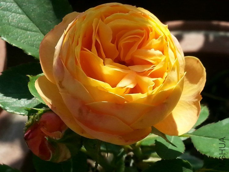 20130602_144916_6.jpg