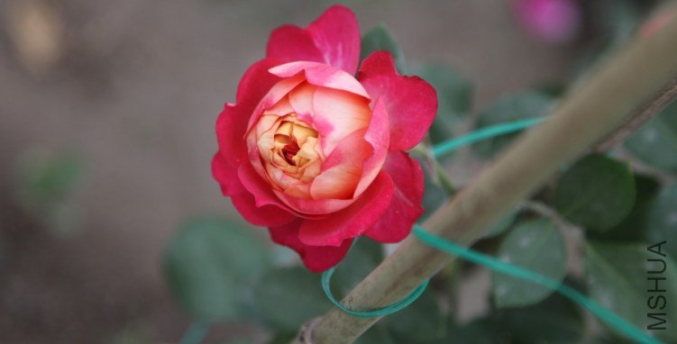 �ҵ��¼��ٱ���1.jpg