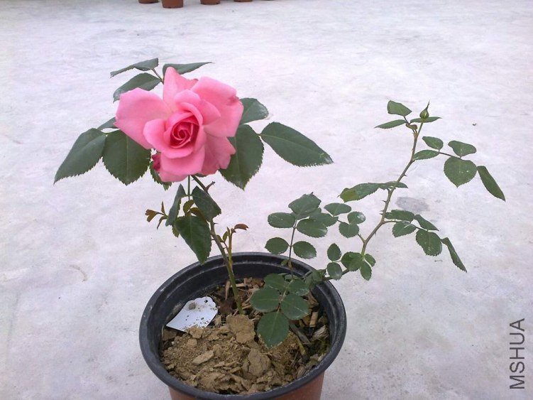 ��Ƭ1185.jpg