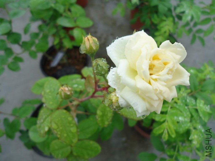DSC03748.JPG