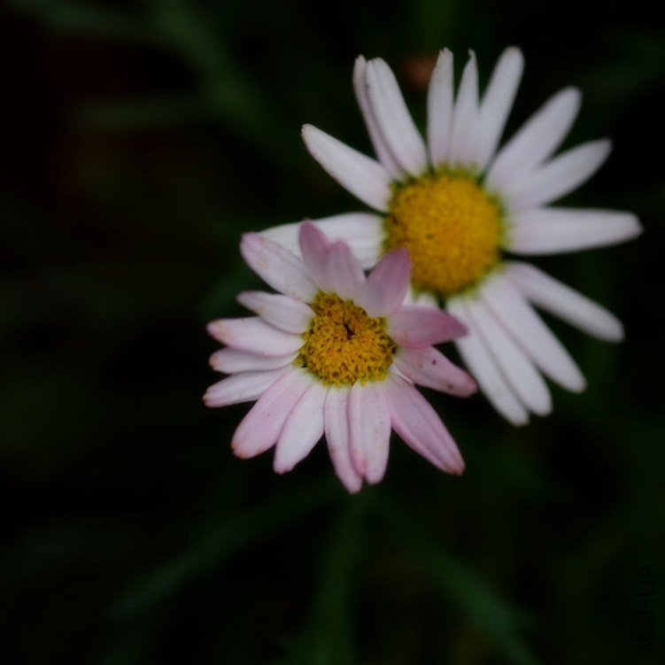 DSCF0041_����.jpg