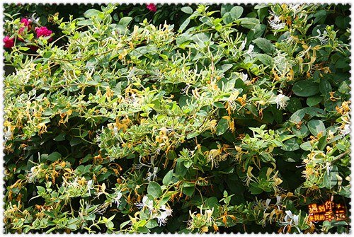 ��Ƭ 075_����.jpg