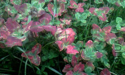 20130609_1121_0.jpg