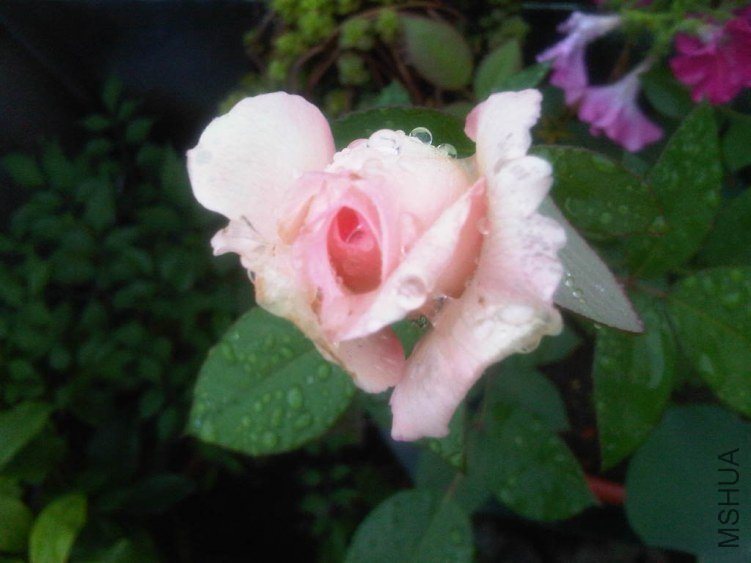 IMG05963-20130608-0651.jpg