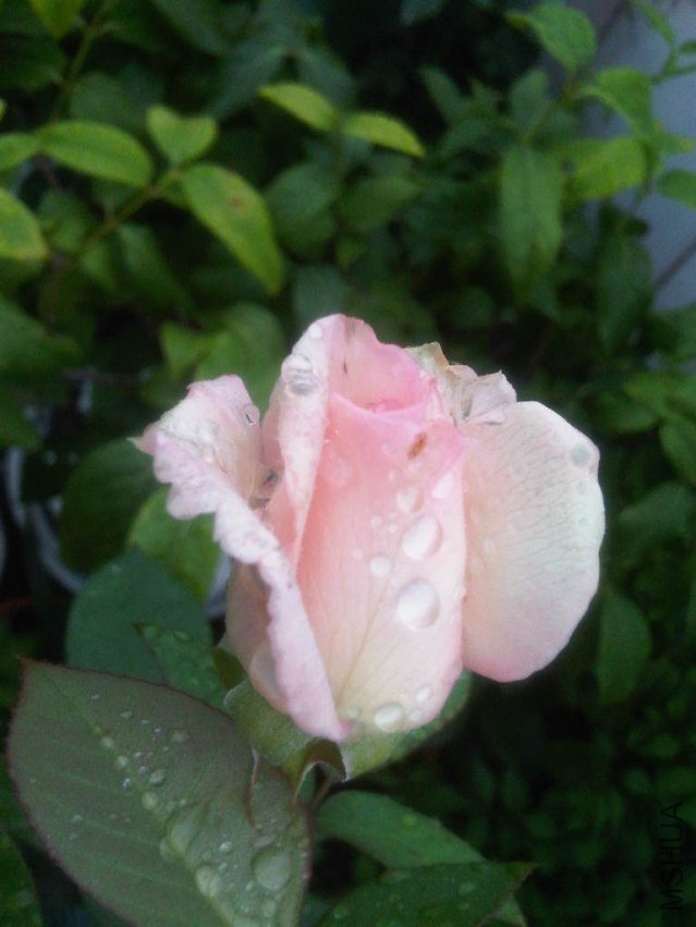 IMG05964-20130608-0651.jpg