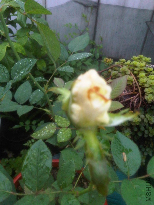 IMG05968-20130608-0653.jpg