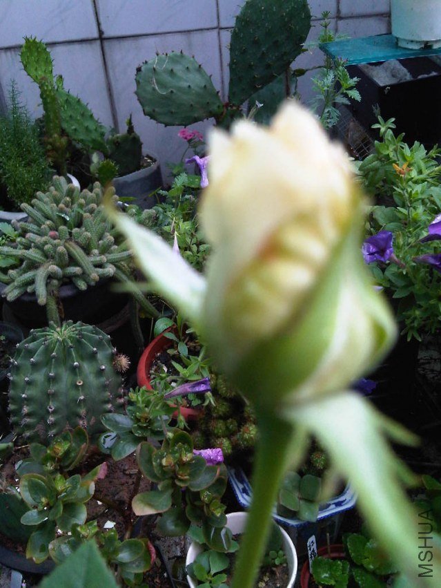 IMG05990-20130608-0819.jpg