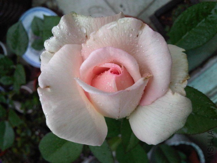 IMG06006-20130609-0658.jpg