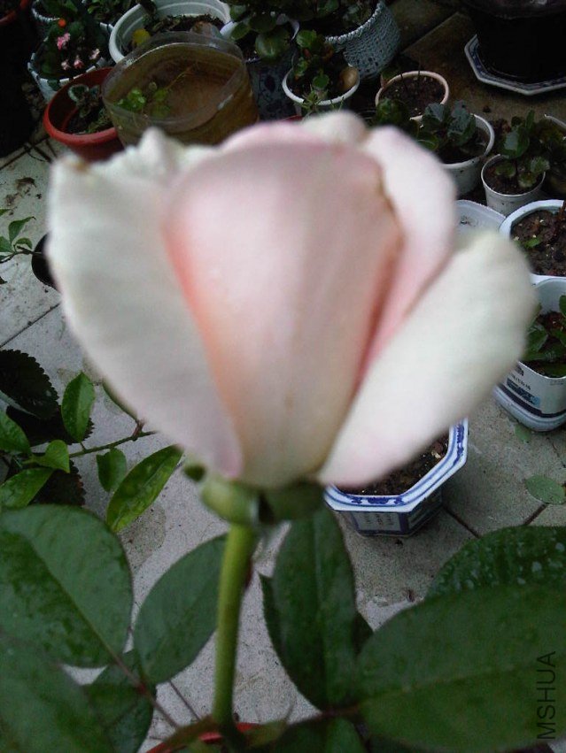 IMG06007-20130609-0658.jpg