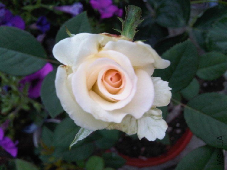 IMG06012-20130609-1137.jpg