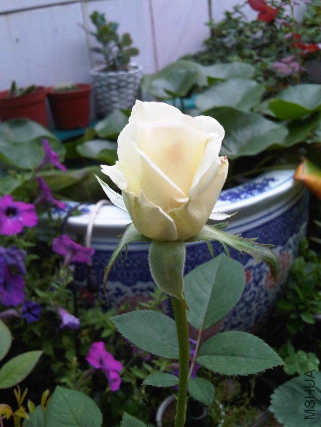 IMG06018-20130609-1148.jpg