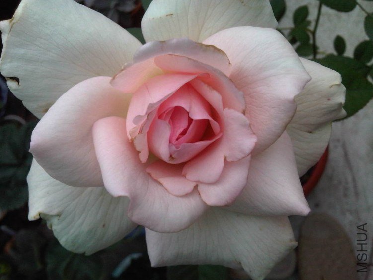 IMG06035-20130610-0825.jpg