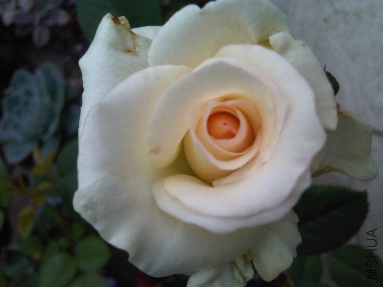 IMG06036-20130610-0825.jpg