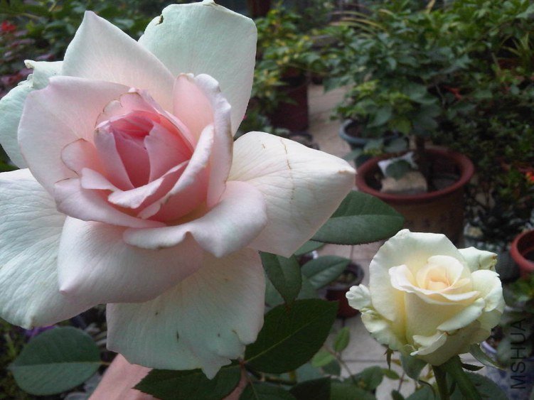 IMG06037-20130610-0827.jpg