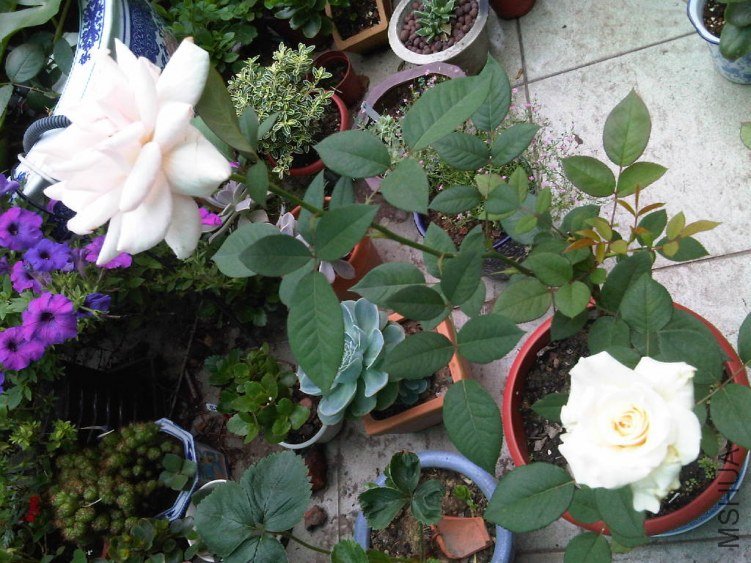 IMG06042-20130611-0840.jpg