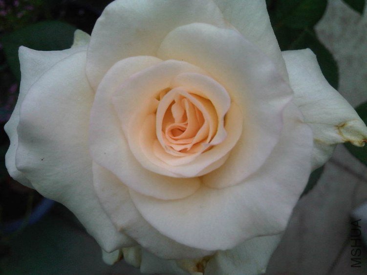 IMG06048-20130611-1017.jpg