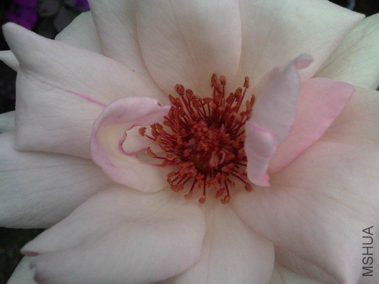 IMG06049-20130611-1018.jpg