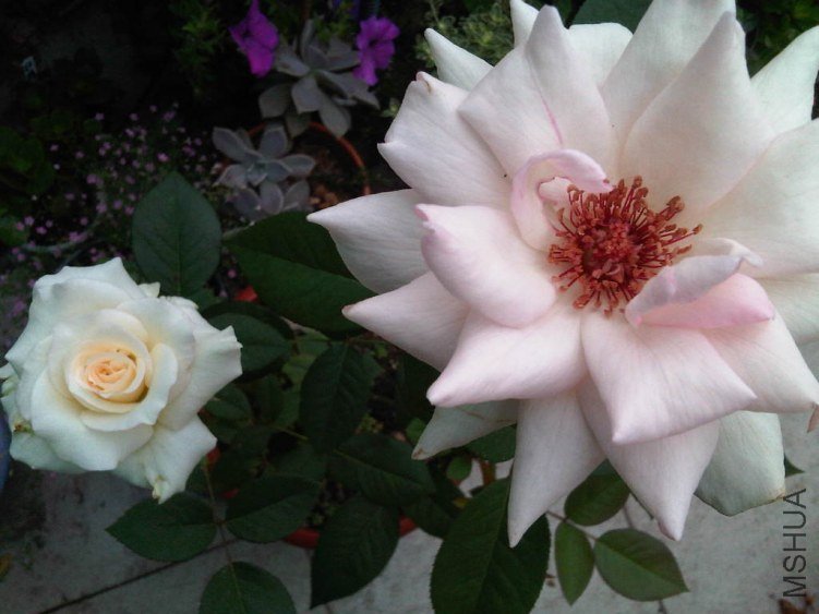 IMG06059-20130611-1115.jpg