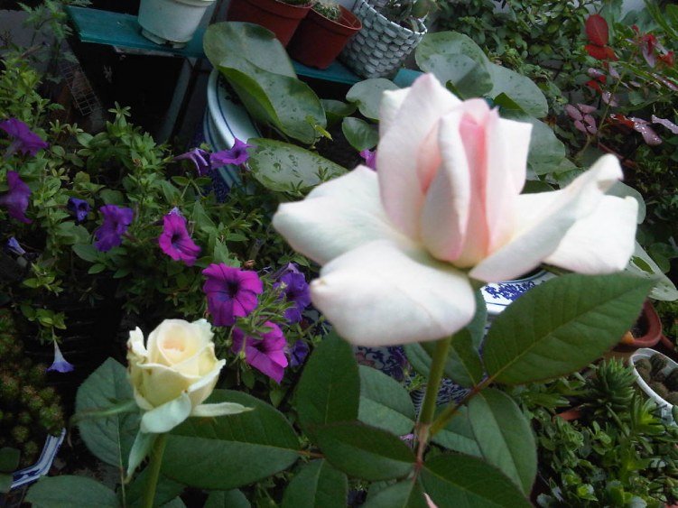 IMG06024-20130609-1150.jpg
