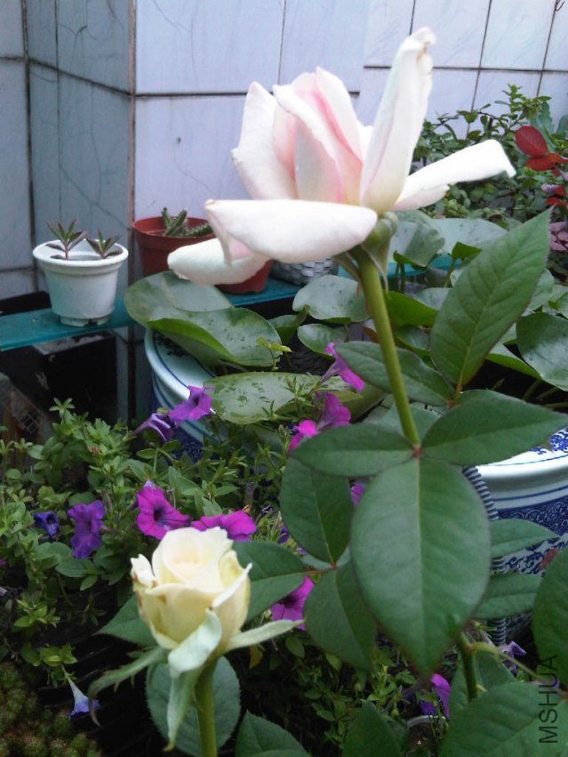 IMG06025-20130609-1151.jpg