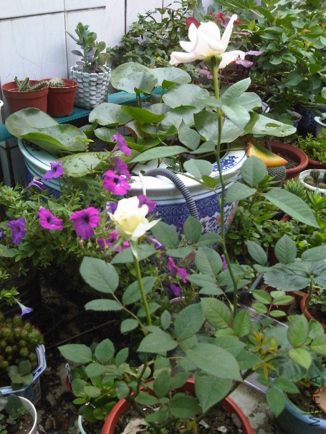 IMG06027-20130609-1152.jpg