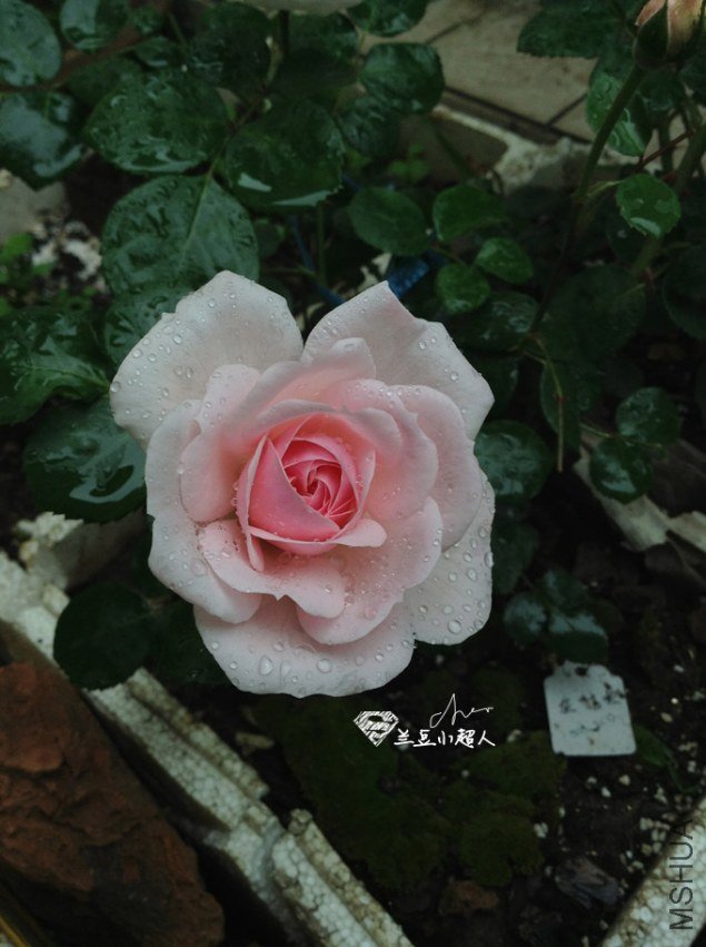 �ҹ���
