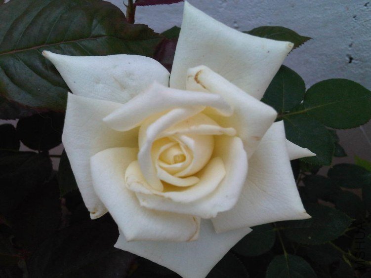 IMG05733-20130522-1222.jpg