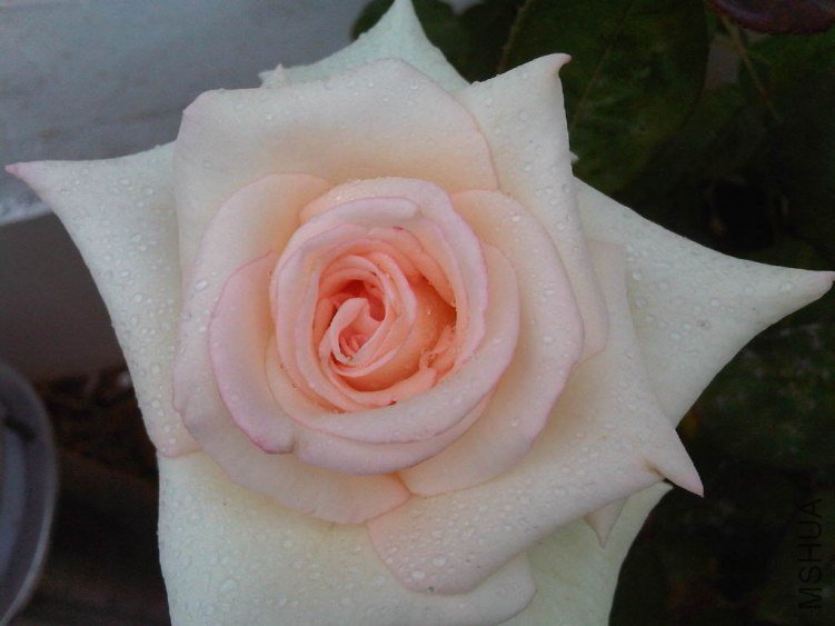 IMG05763-20130523-1205.jpg