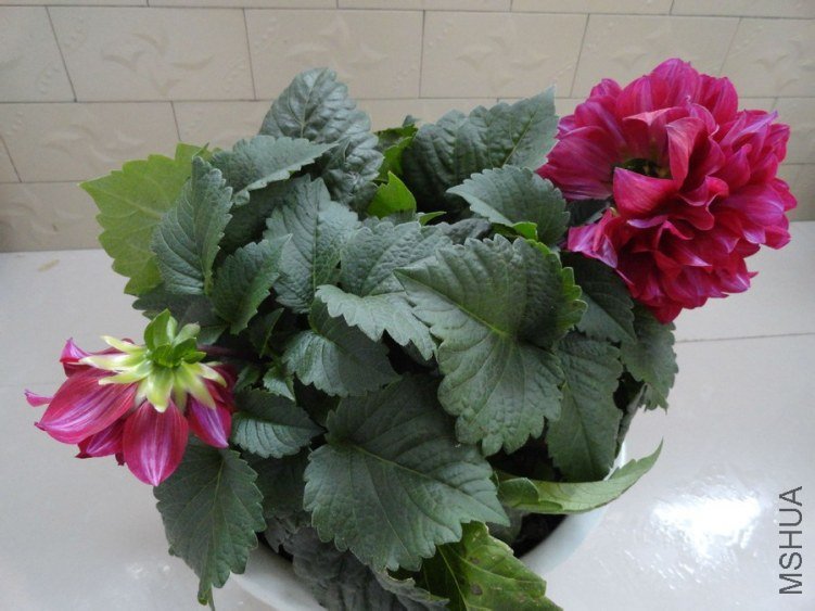 a9d3fd1f4134970a6b1a7f8795cad1c8a7865d28.jpg