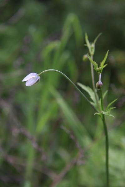 ������ (1).JPG