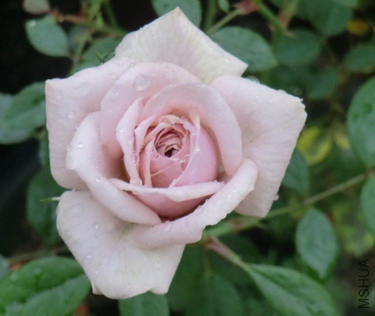 QQͼƬ20130609083637.jpg