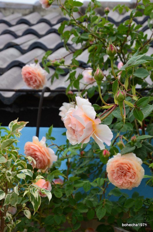 DSC_0589.JPG