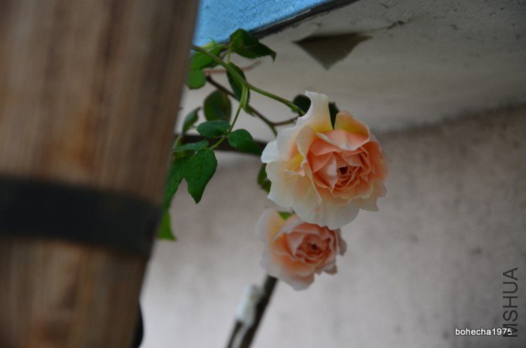 DSC_0595.JPG
