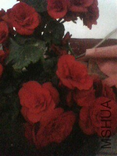 IMG0874A.jpg