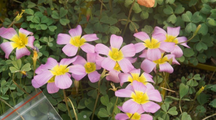 DSC03063.jpg