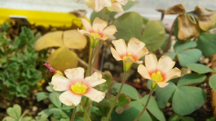 DSC03284.jpg