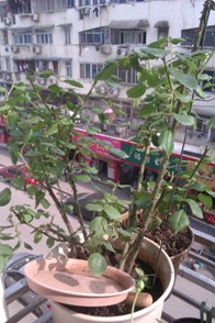 IMAG0171.jpg