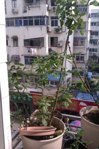 IMAG0172.jpg
