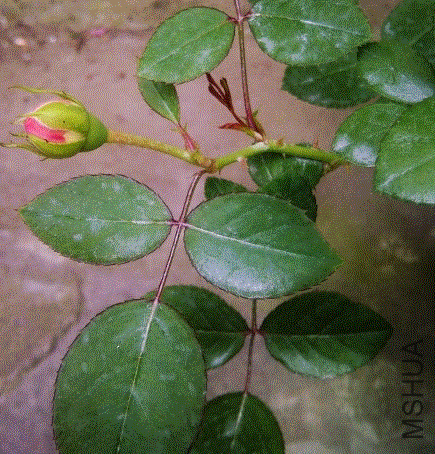 IMG-20130606-00368 (480x640).gif