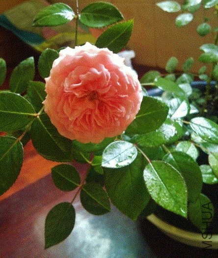 IMG-20130607-00372 (480x640).gif