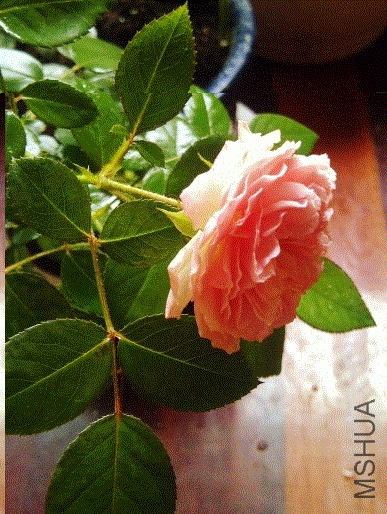 IMG-20130607-00373 (480x640).gif